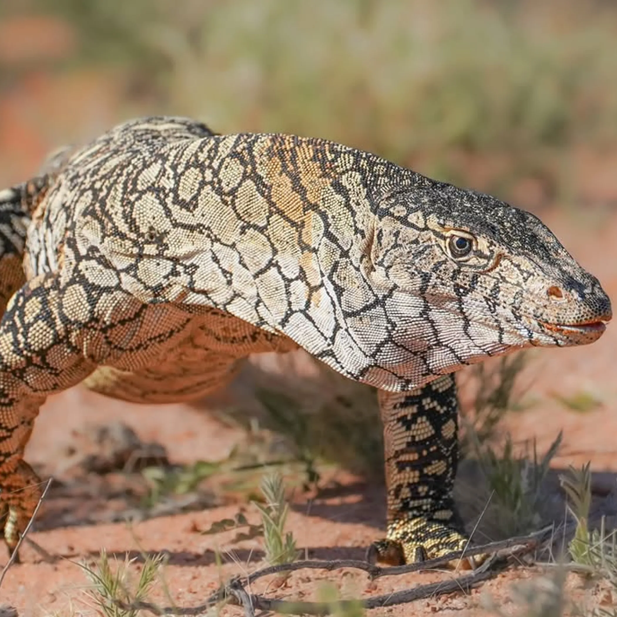 iconic outback animal
