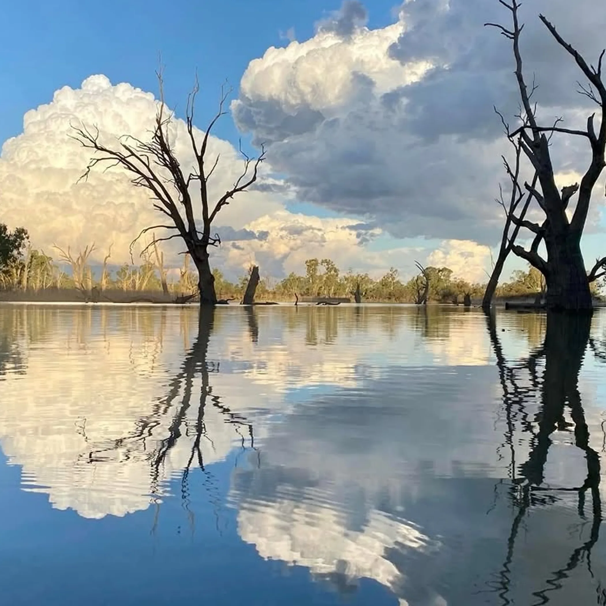 trees and clouds reflected in still water