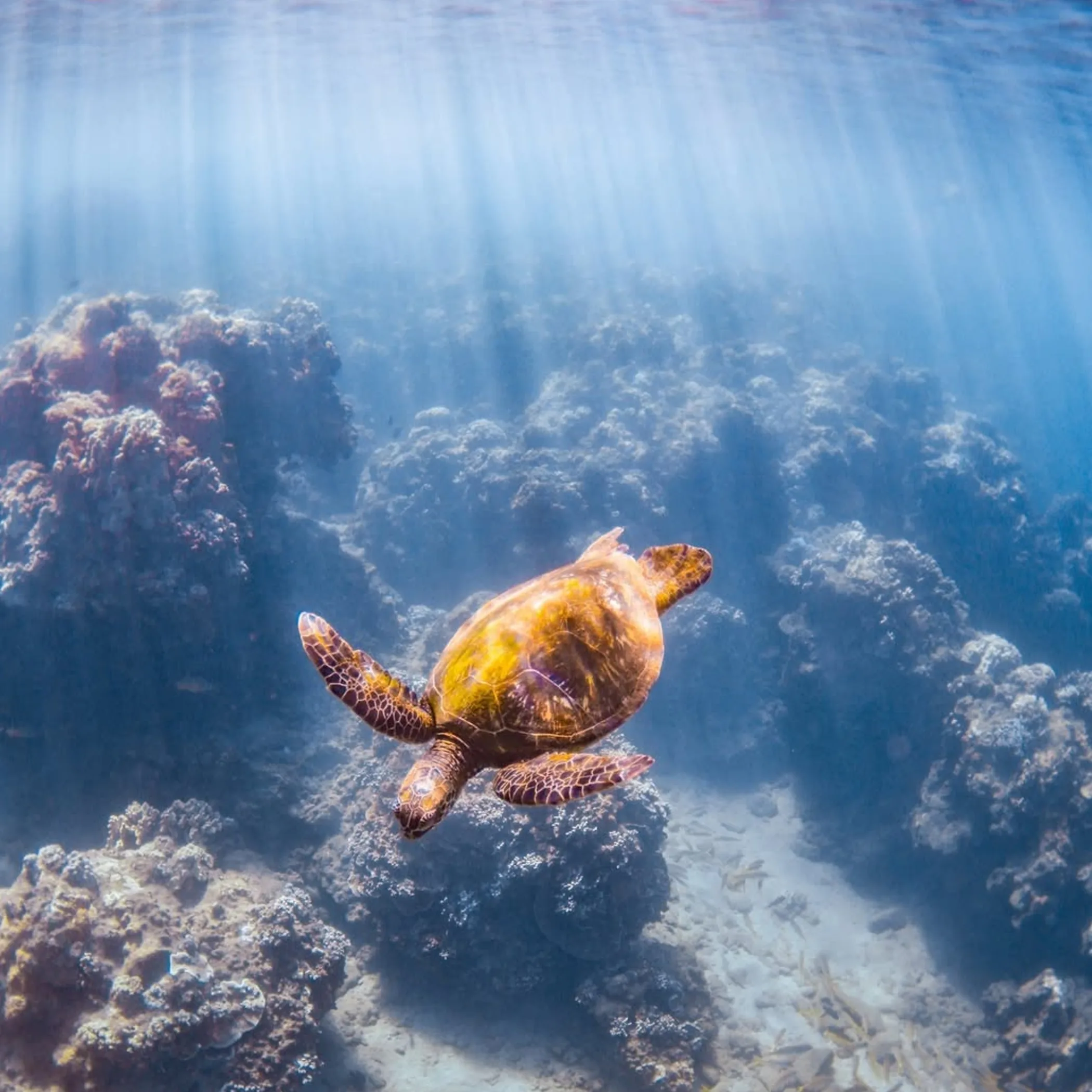 coral and marine life underwater