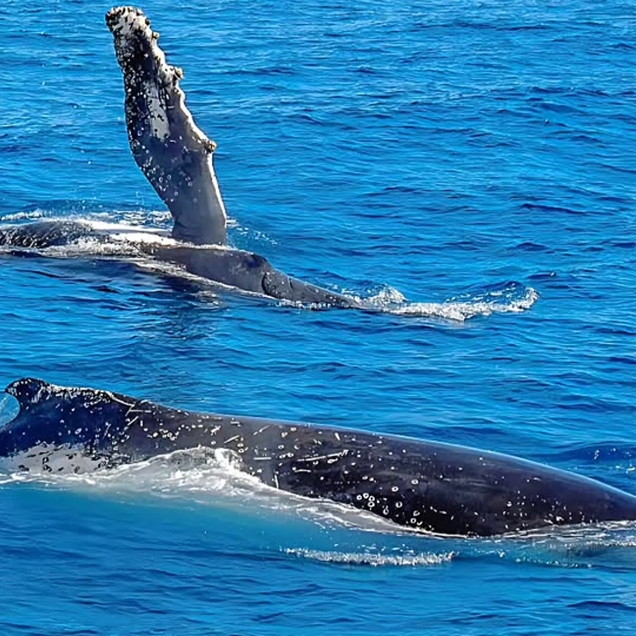 whale watching wildlife
