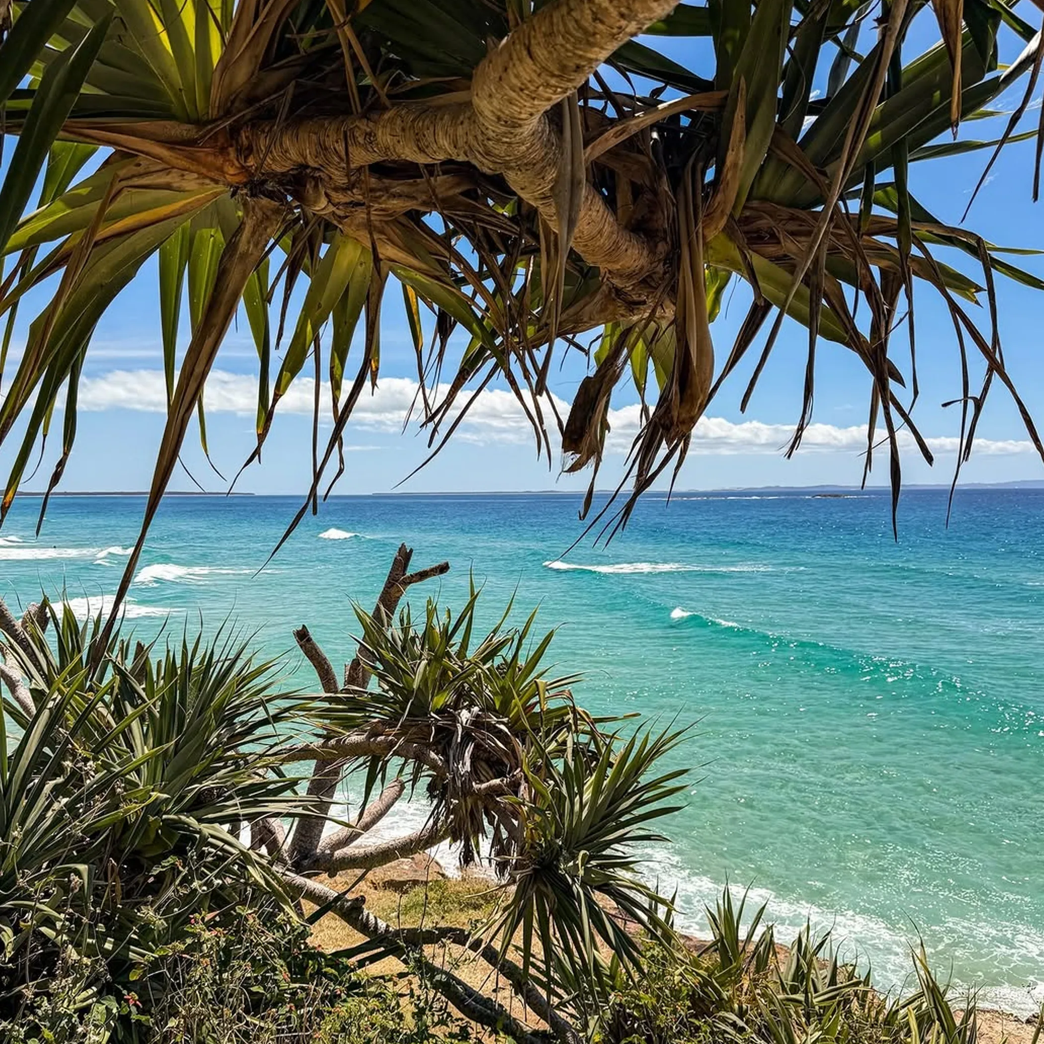 straddie coastline with ocean vegetation