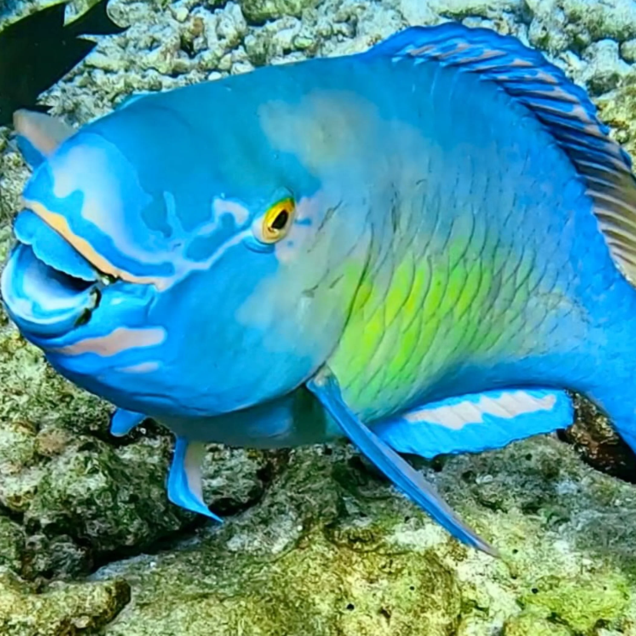underwater coral reef
