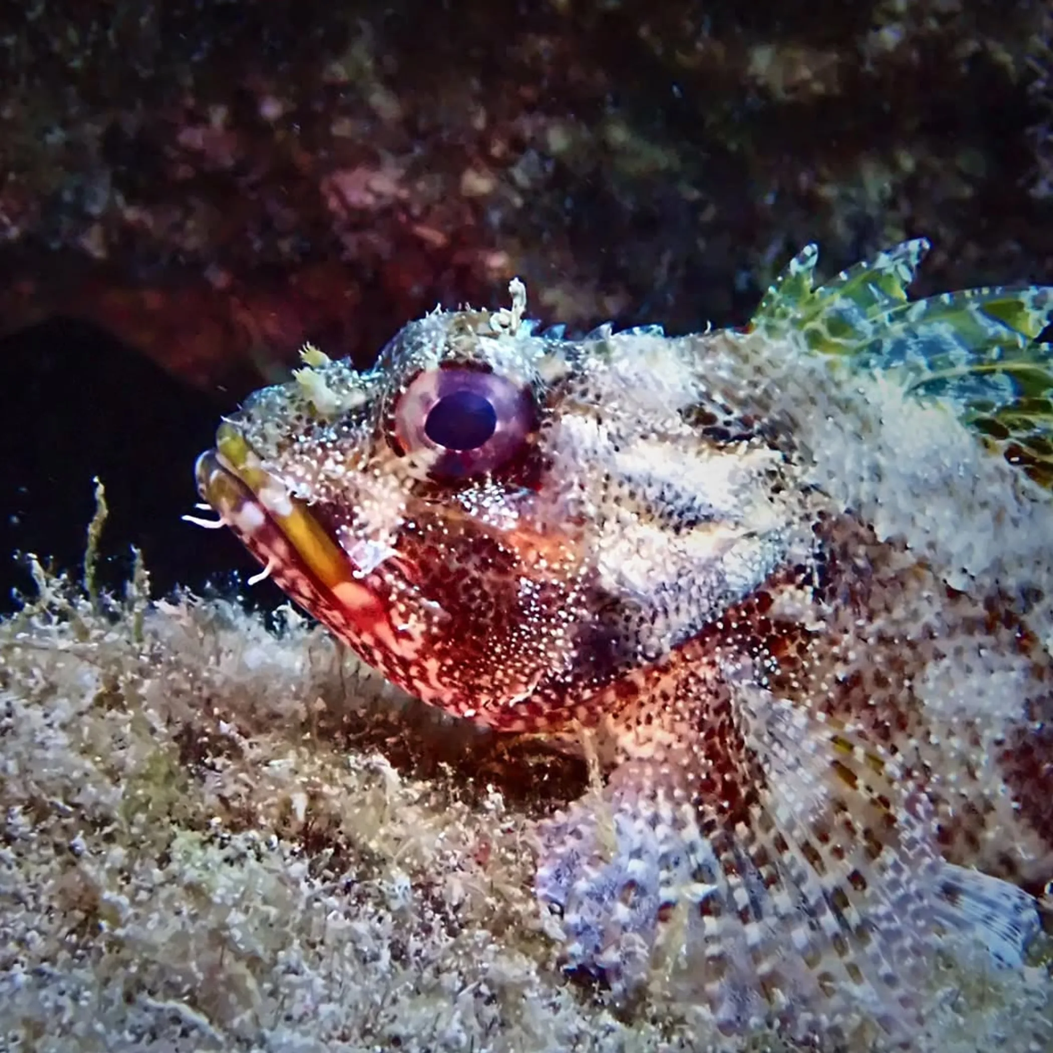 marine life in underwater reef