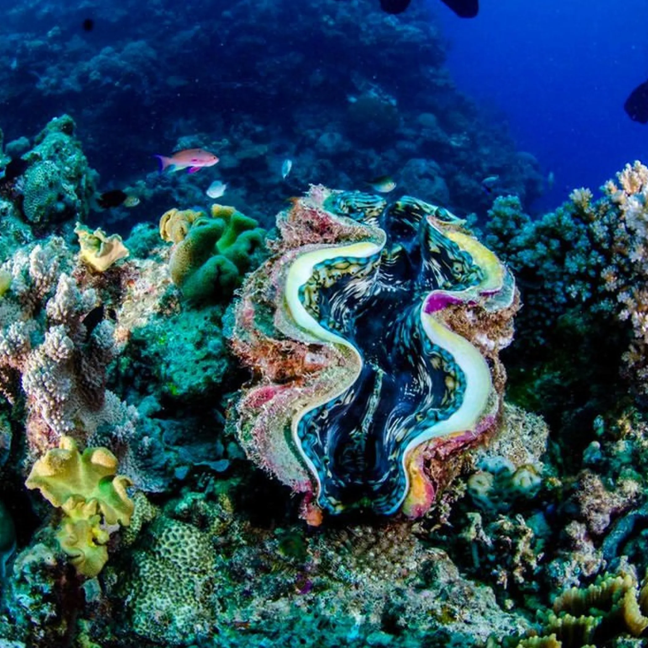 giant clam on great barrier reef